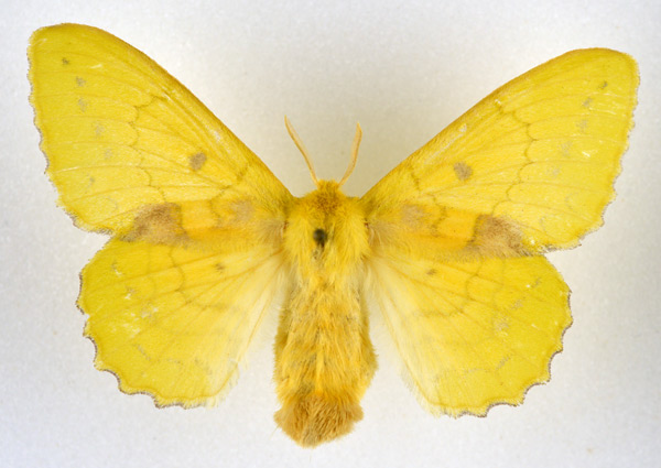 /filer/webapps/moths/media/images/C/charon_Trabala_AF_NHMO.jpg