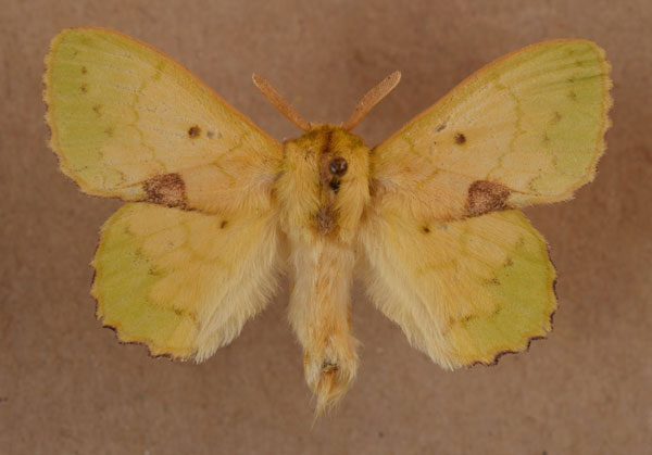 /filer/webapps/moths/media/images/C/charon_Trabala_A_Butler_02.jpg