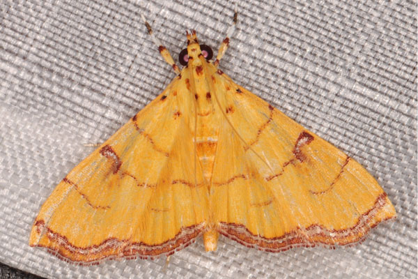 /filer/webapps/moths/media/images/C/charopalis_Isocentris_A_Heyns.jpg