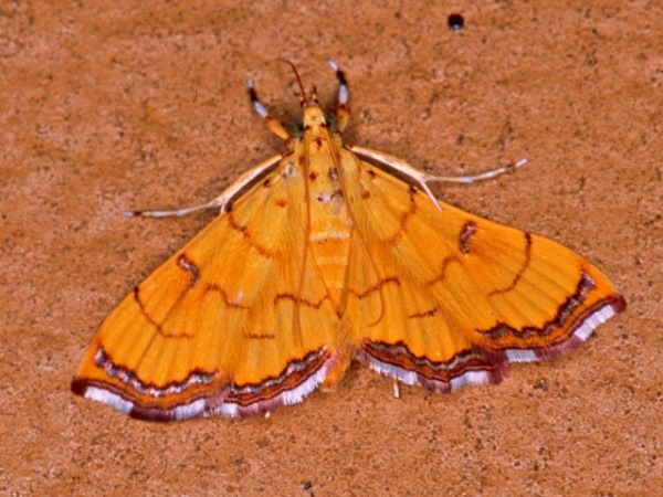 /filer/webapps/moths/media/images/C/charopalis_Isocentris_A_Roland_01.jpg