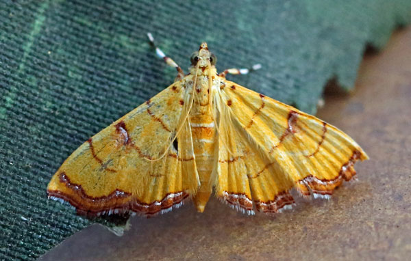 /filer/webapps/moths/media/images/C/charopalis_Isocentris_A_Voaden.jpg