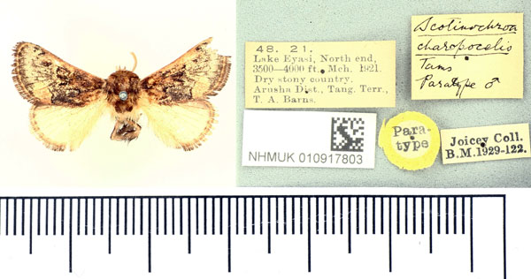 /filer/webapps/moths/media/images/C/charopocelis_Scotinochroa_PT_BMNH.jpg