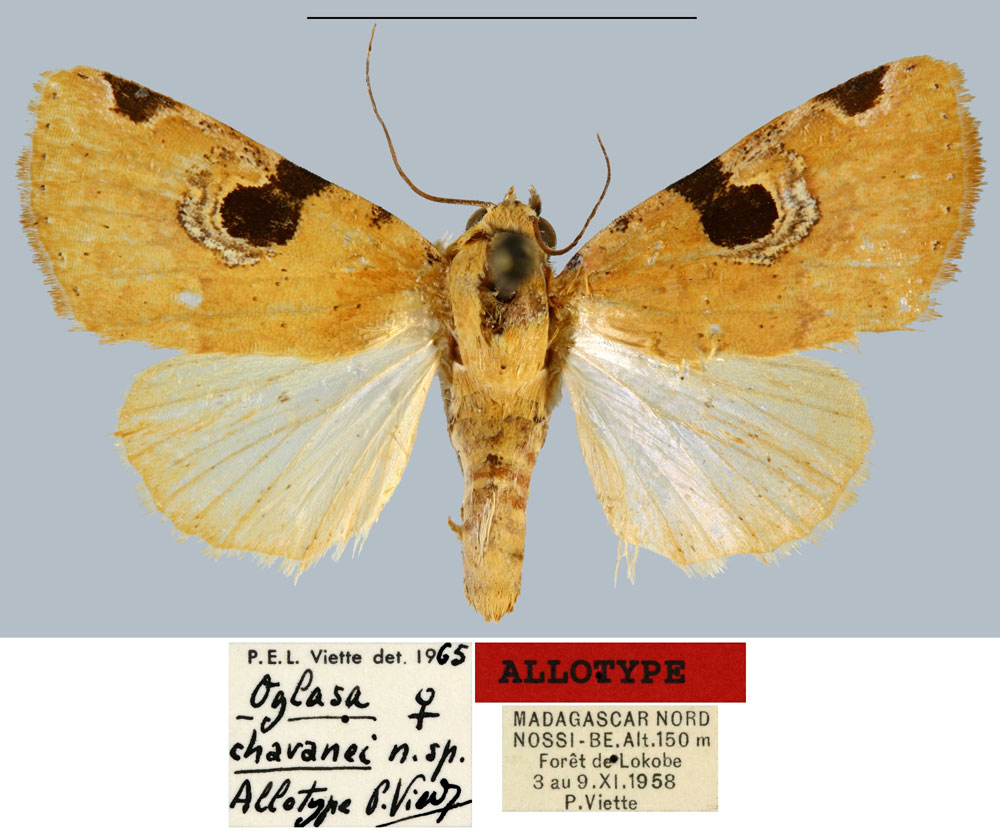 /filer/webapps/moths/media/images/C/chavanei_Oglasa_AT_MNHN.jpg