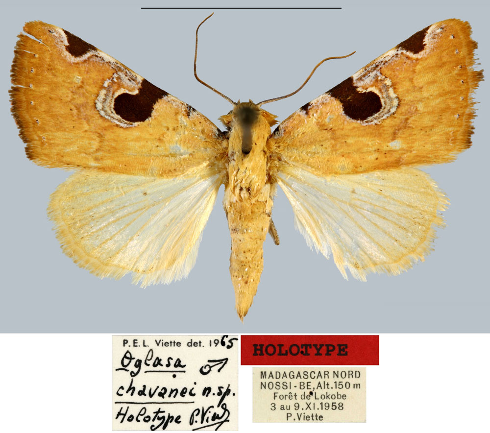 /filer/webapps/moths/media/images/C/chavanei_Oglasa_HT_MNHN.jpg