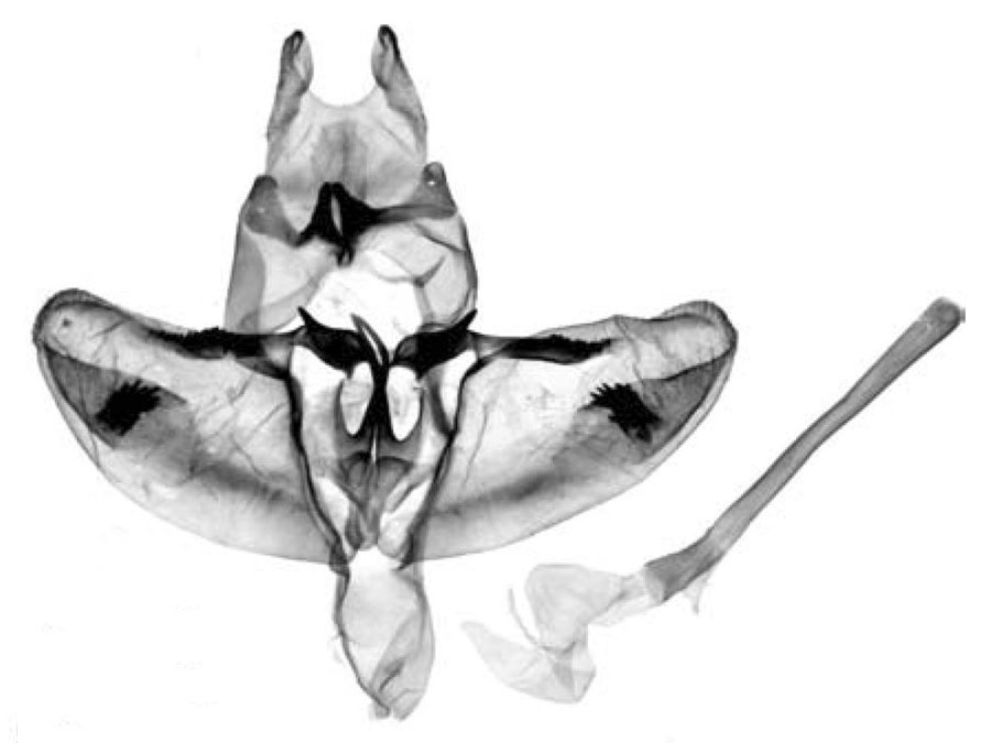 /filer/webapps/moths/media/images/C/cheick_Holcoceroides_GMHT_ZSM.jpg
