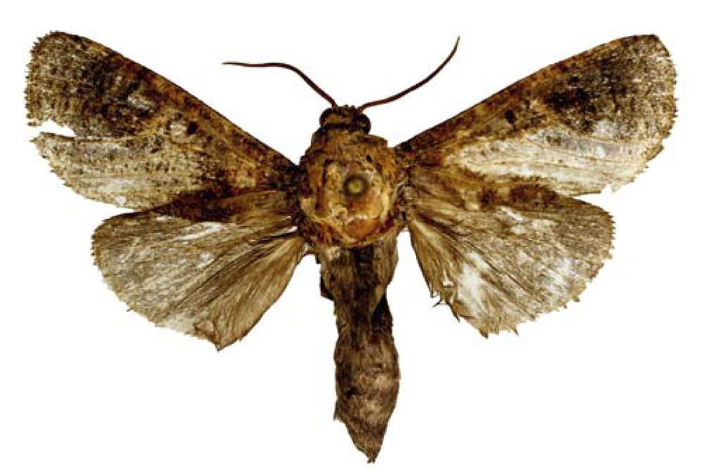 /filer/webapps/moths/media/images/C/cheick_Holcoceroides_HT_ZSM.jpg