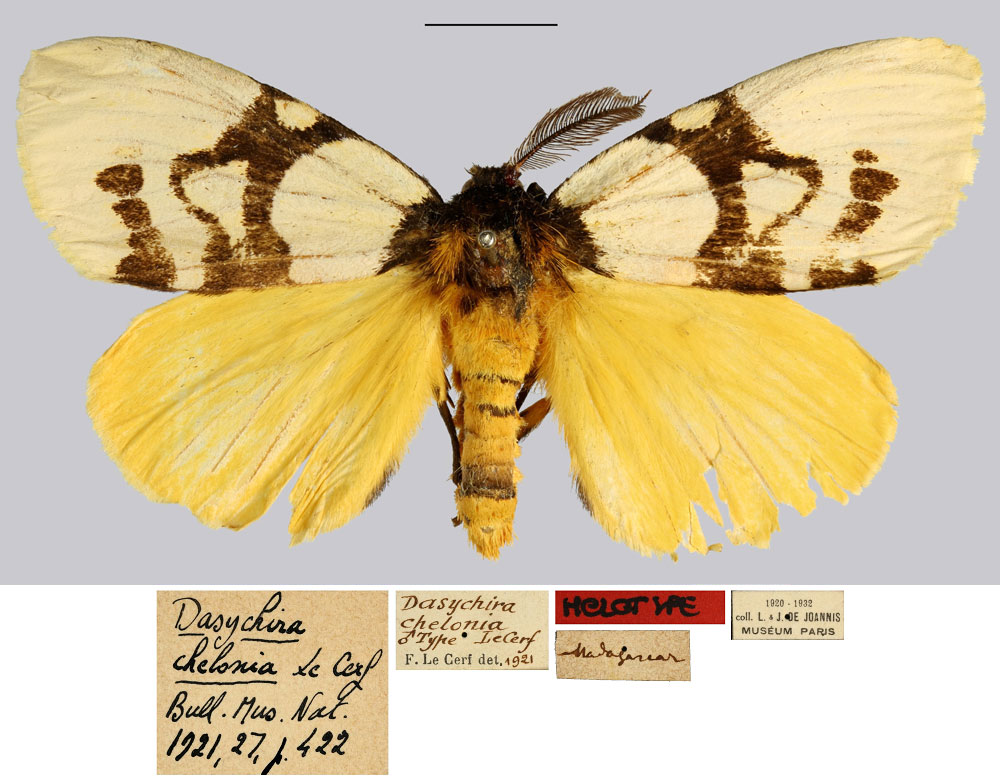 /filer/webapps/moths/media/images/C/chelonia_Dasychira_LT_MNHN.jpg