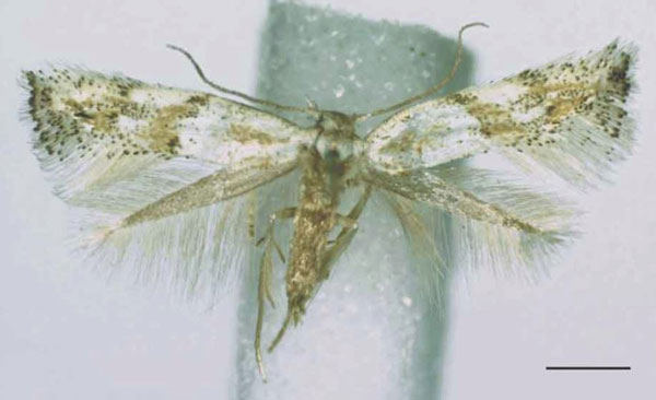 /filer/webapps/moths/media/images/C/chelonitis_Elachista_AF_RMCA.jpg