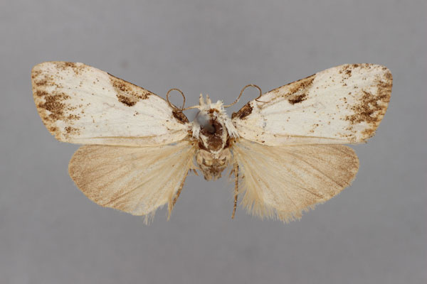 /filer/webapps/moths/media/images/C/chia_Meganola_A_BMNH.jpg