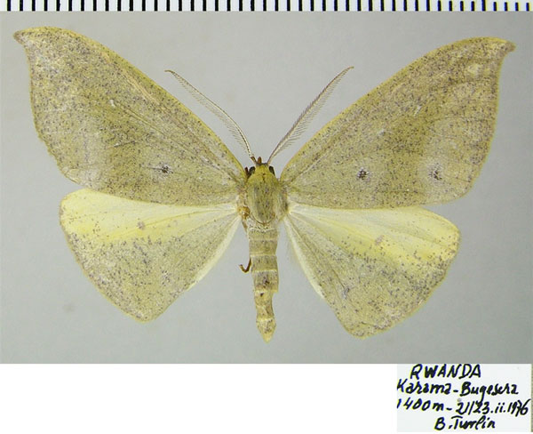 /filer/webapps/moths/media/images/C/chiarinii_Hypochrosis_AM_ZSM.jpg