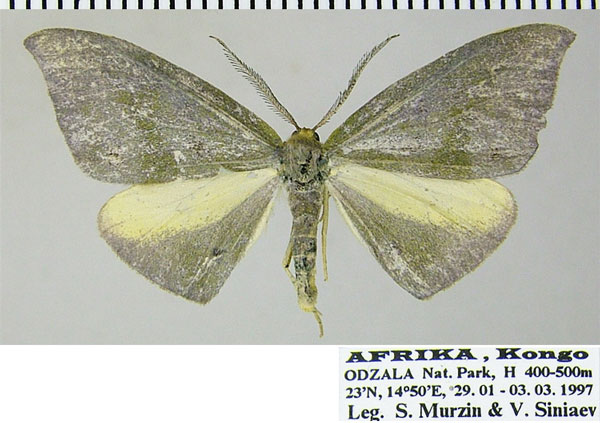 /filer/webapps/moths/media/images/C/chiarinii_Hypochrosis_AM_ZSMa.jpg