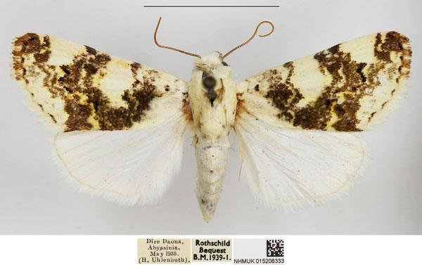 /filer/webapps/moths/media/images/C/chiaromontei_Acontia_AF_NHMUK.jpg