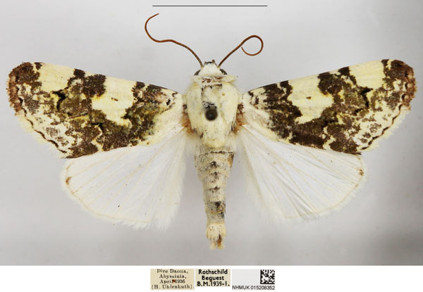/filer/webapps/moths/media/images/C/chiaromontei_Acontia_AM_NHMUK_02.jpg