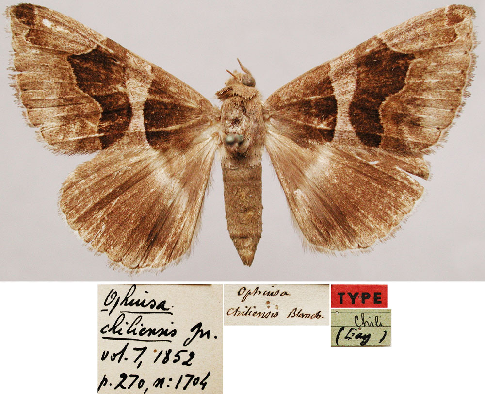 /filer/webapps/moths/media/images/C/chiliensis_Ophiusa_HT_MNHN.jpg