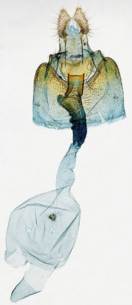 /filer/webapps/moths/media/images/C/chiloanei_Gibbalaria_GFPT_USNM.jpg