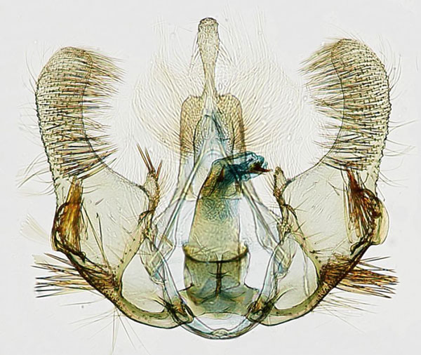 /filer/webapps/moths/media/images/C/chiloanei_Gibbalaria_GMHT_USNM.jpg