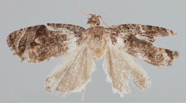 /filer/webapps/moths/media/images/C/chiloanei_Gibbalaria_HT_USNM.jpg
