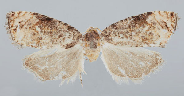 /filer/webapps/moths/media/images/C/chiloanei_Gibbalaria_PTF_USNM.jpg