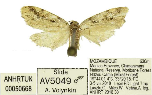 /filer/webapps/moths/media/images/C/chimanimani_Siccia_HT_ANHRT.jpg