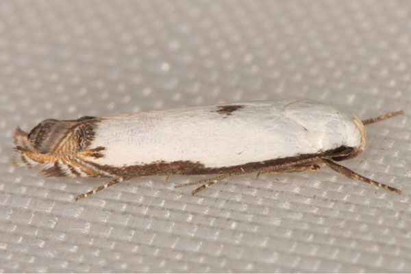 /filer/webapps/moths/media/images/C/chionarcha_Polyhymno_A_Heyns_03.jpg