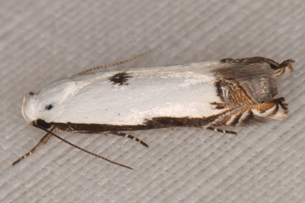 /filer/webapps/moths/media/images/C/chionarcha_Polyhymno_A_Heyns_04.jpg