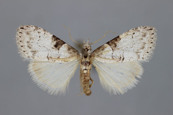 /filer/webapps/moths/media/images/C/chionea_Meganola_A_BMNH.jpg