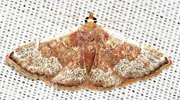/filer/webapps/moths/media/images/C/chionocraspis_Corgatha_A_Braun_02.jpg