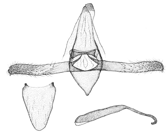 /filer/webapps/moths/media/images/C/chionopa_Phyllonorycter_GM_DePrins.jpg