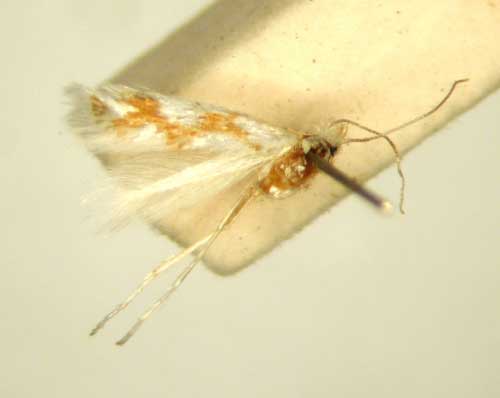 /filer/webapps/moths/media/images/C/chionopa_Phyllonorycter_HT_TMSA6496.jpg