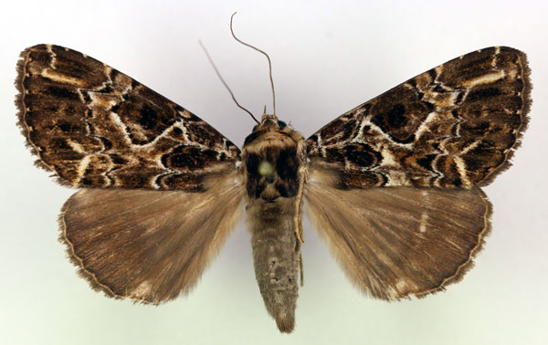 /filer/webapps/moths/media/images/C/chionopera_Tolna_AM_RMCA.jpg