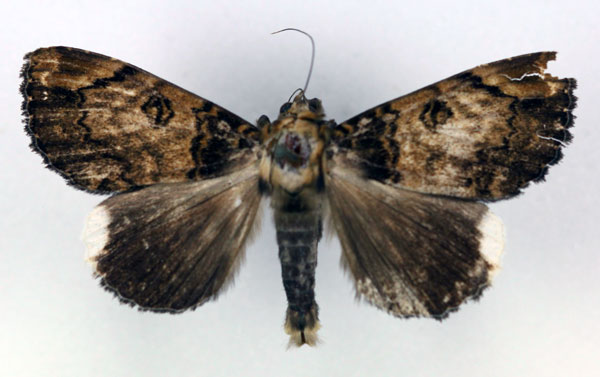 /filer/webapps/moths/media/images/C/chionopera_Tolna_AM_RMCA_02.jpg