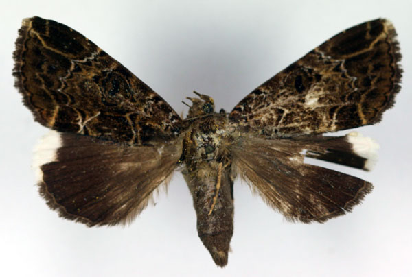 /filer/webapps/moths/media/images/C/chionopera_Tolna_A_RMCA.jpg