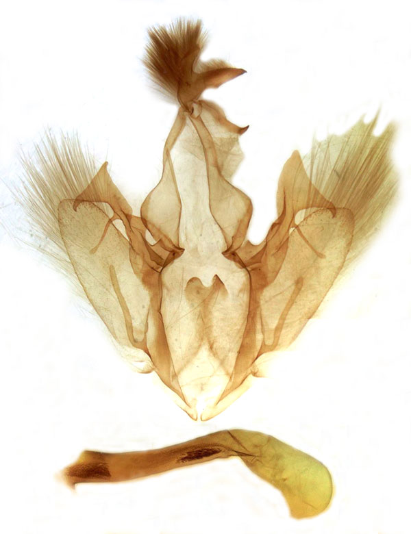 /filer/webapps/moths/media/images/C/chionopera_Tolna_GM_MSNM_Berio1297.jpg