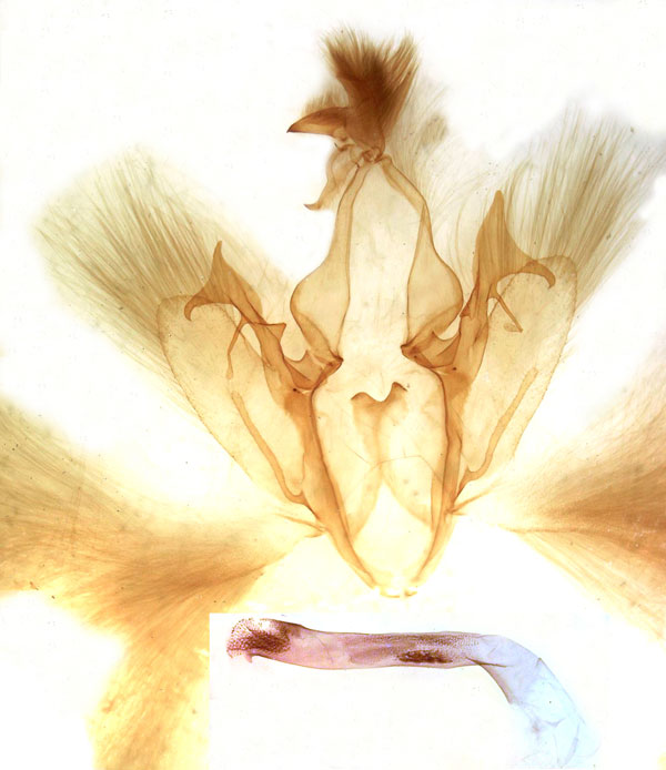 /filer/webapps/moths/media/images/C/chionopera_Tolna_GM_MSNM_Berio1298.jpg