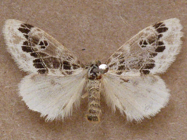 /filer/webapps/moths/media/images/C/chionopeza_Paraproctis_A_Butler.jpg