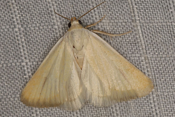 /filer/webapps/moths/media/images/C/chionophlebia_Eublemma_A_Heynsb.jpg