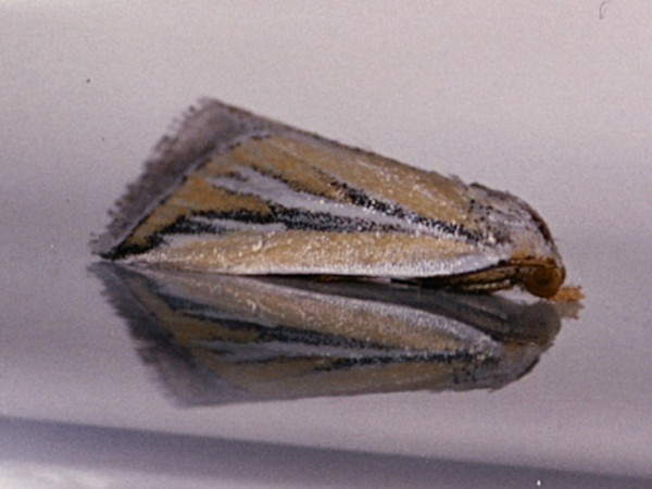 /filer/webapps/moths/media/images/C/chionophlebia_Eublemma_A_Roland_01.jpeg