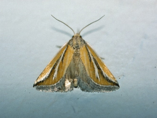 /filer/webapps/moths/media/images/C/chionophlebia_Eublemma_A_Roland_02.jpeg