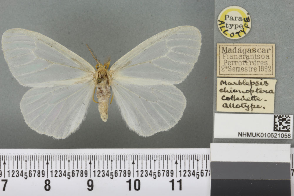 /filer/webapps/moths/media/images/C/chionoptera_Marblepsis_AT_BMNHa.jpg