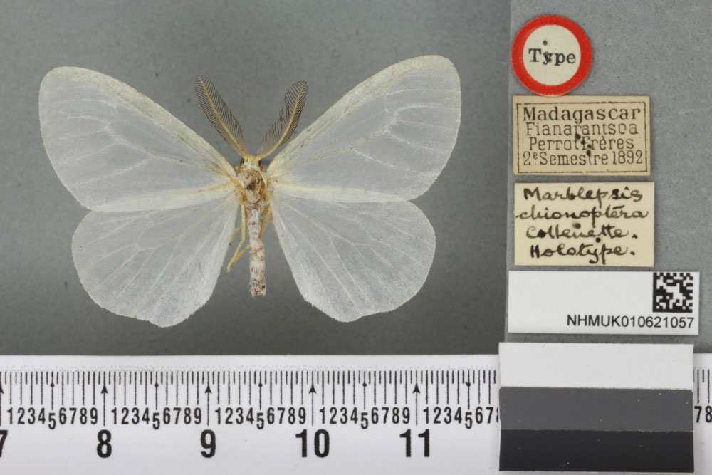 /filer/webapps/moths/media/images/C/chionoptera_Marblepsis_HT_BMNHa.jpg