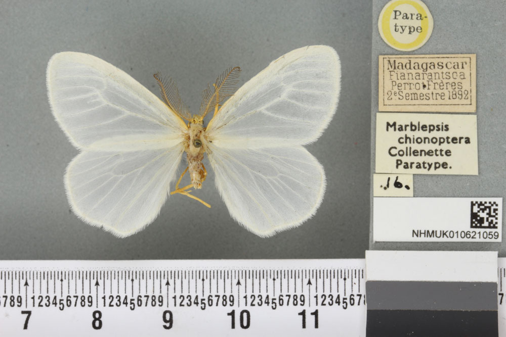 /filer/webapps/moths/media/images/C/chionoptera_Marblepsis_PT_BMNH_01a.jpg