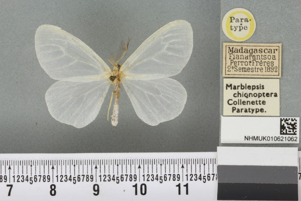 /filer/webapps/moths/media/images/C/chionoptera_Marblepsis_PT_BMNH_02a.jpg