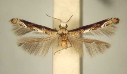 /filer/webapps/moths/media/images/C/chionosema_Conopomorpha_PT_TMSA6048.jpg