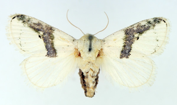 /filer/webapps/moths/media/images/C/chionostola_Afraltha_AF_TMSA.jpg