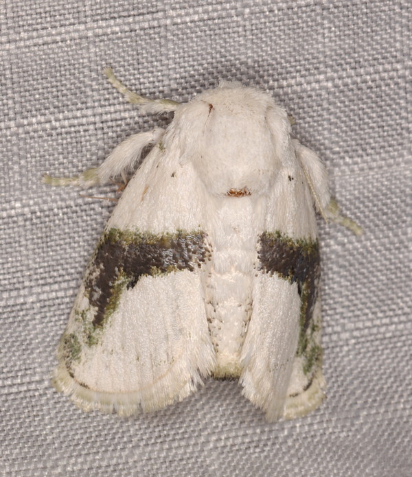 /filer/webapps/moths/media/images/C/chionostola_Afraltha_A_Heyns_01.jpg