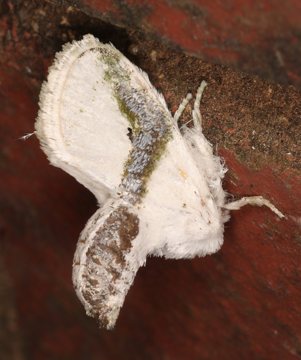 /filer/webapps/moths/media/images/C/chionostola_Afraltha_A_Heyns_03.jpg