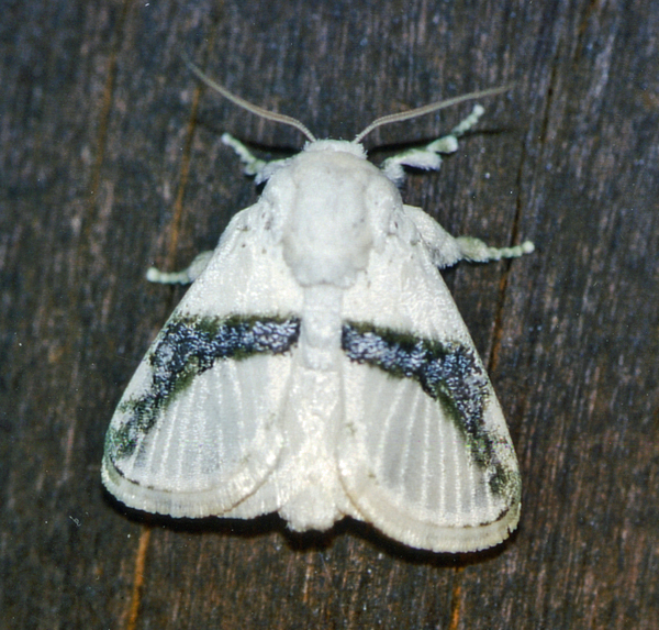 /filer/webapps/moths/media/images/C/chionostola_Afraltha_A_Roland_01.jpg