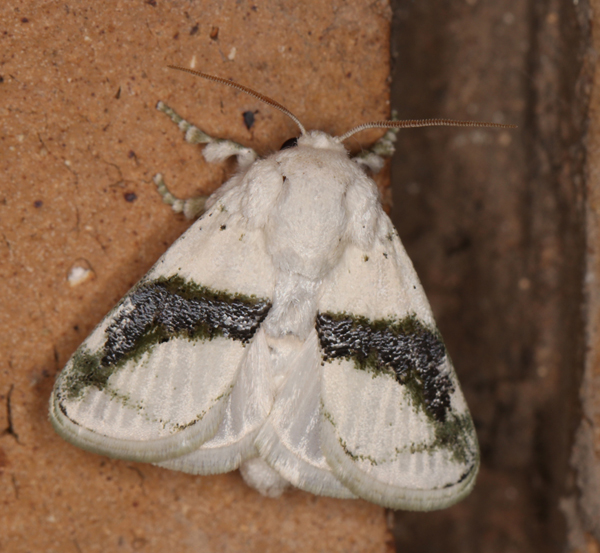 /filer/webapps/moths/media/images/C/chionostola_Afraltha_A_Roland_01_CqRxNpT.jpg
