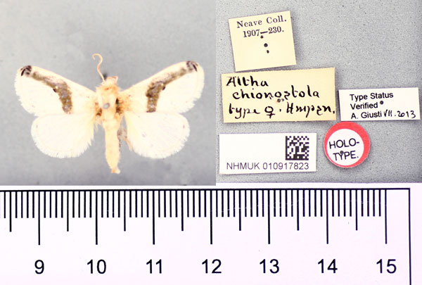 /filer/webapps/moths/media/images/C/chionostola_Altha_HT_BMNH.jpg