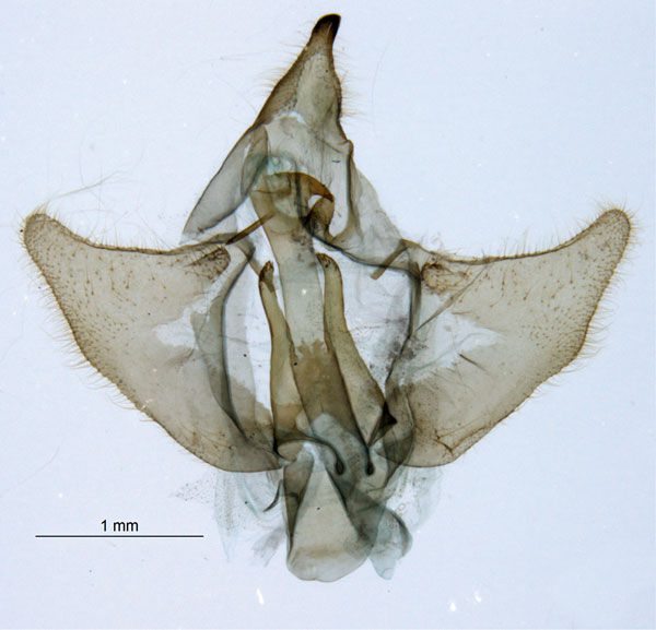 /filer/webapps/moths/media/images/C/chirindensis_Vansoniella_GMHT_TMSA.jpg